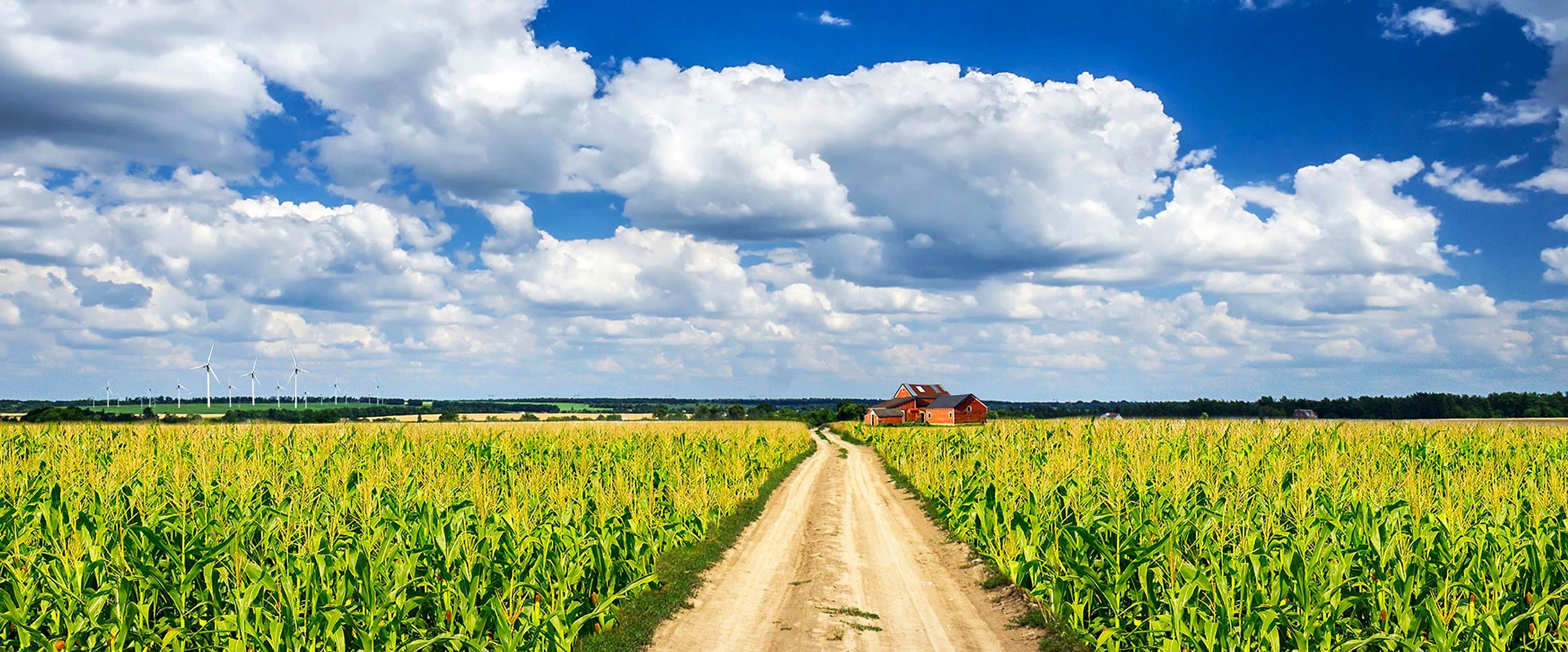 Golden farmland stretching toward the horizon